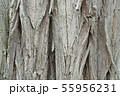 Texture of a very old tree, wallpaper clouse up 55956231