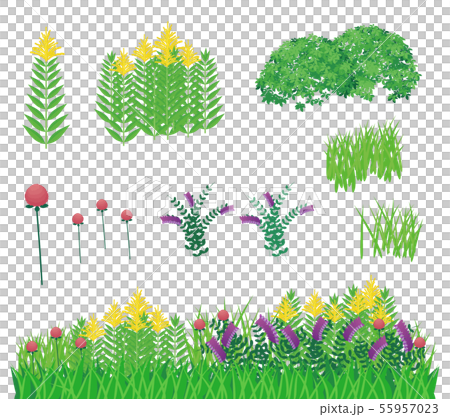 雑草の素材_セイタカアワダチソウ_ナヨクサフジ_アカツメクサ 雑草の素材_セイタカアワダチソウ_ナヨクサフジ_アカツメクサ 55957023