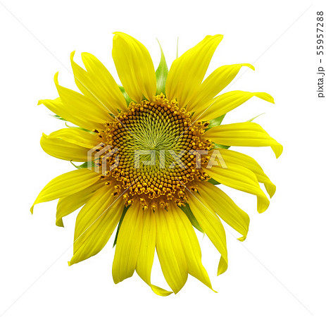 sunflower isolated on a white background sunflower isolated on a white background 55957288