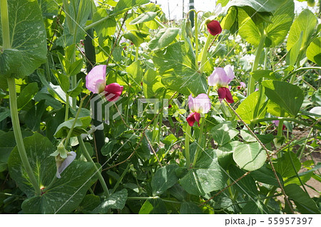 さやえんどう さやえんどう 55957397