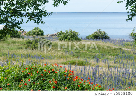 Summer flowers in red and blue by the coast Summer flowers in red and blue by the coast 55958106