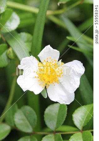 テリハノイバラ 55958341