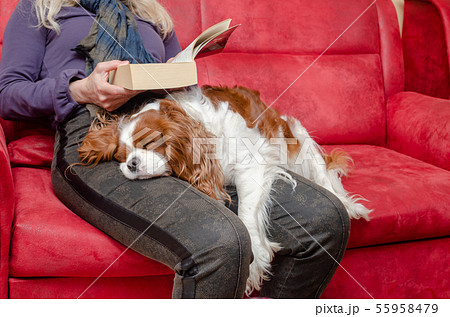 Sleeping doggy and woman Sleeping doggy and woman 55958479