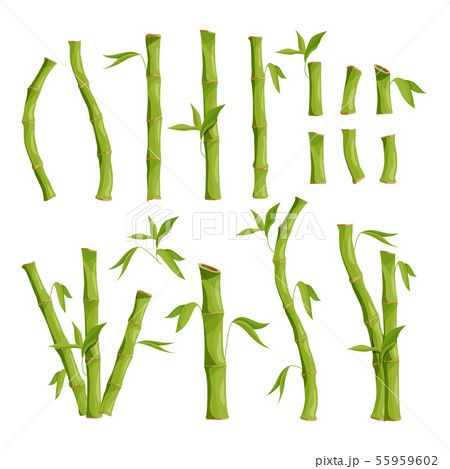 Nature eco pictures of bamboo tree. Jungle wood 55959602