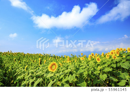 ひまわり(夏) ひまわり(夏) 55961145