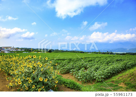ひまわり(夏) ひまわり(夏) 55961173
