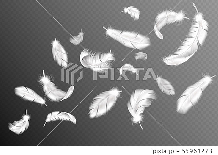 Flying feathers. Falling twirled fluffy realistic white swan, dove or angel wings feather flow, soft 55961273