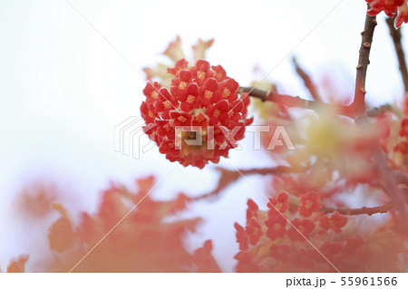 ミツマタの花 ミツマタの花 55961566
