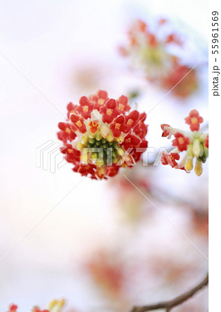 ミツマタの花 ミツマタの花 55961569