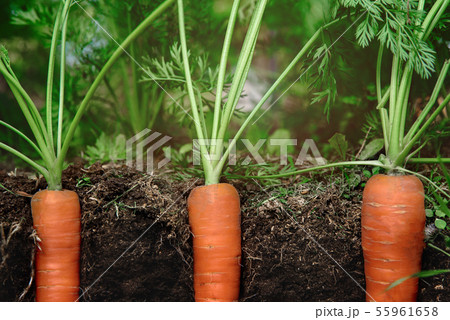 carrots in the soil at shallow depth of field carrots in the soil at shallow depth of field 55961658