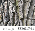 tree bark closeup texture photo 55961741