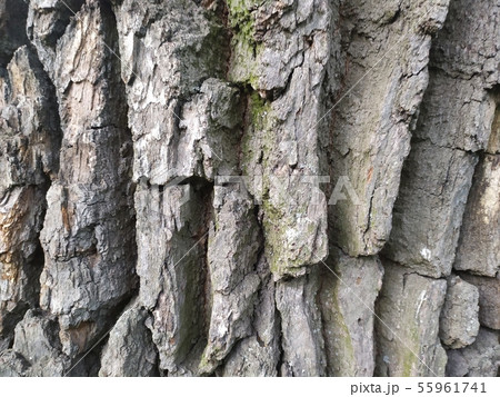 tree bark closeup texture photo 55961741