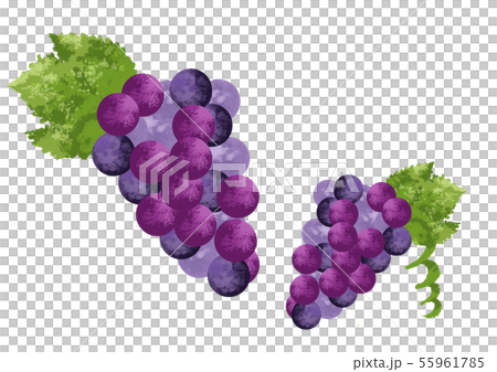ブドウのイラスト素材 水彩風のイラスト素材