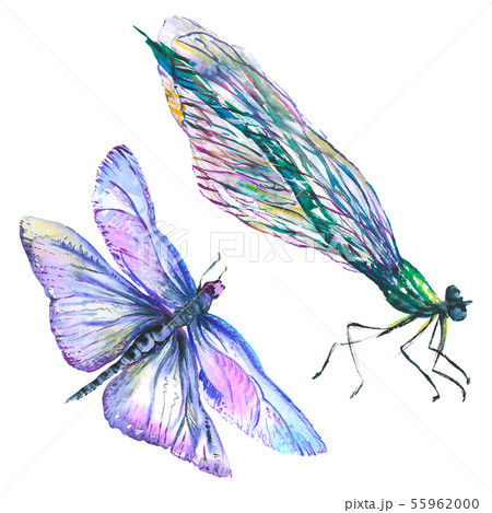 Exotic dragonfly wild insect. Watercolor background illustration set. Isolated dragonfly 55962000