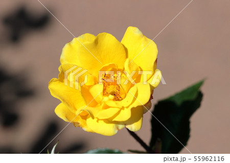バラ 55962116