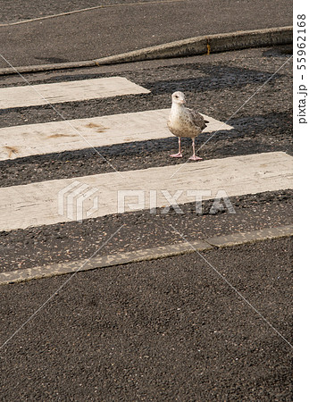 Walking Seagull On Crosswalk Over Street 55962168