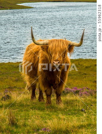 Angus Highland Cattle In Scotland 55962318