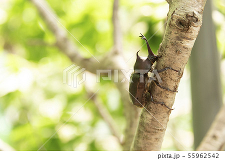 カブトムシ 成虫 夏 木 昆虫 カブトムシ 成虫 夏 木 昆虫 55962542