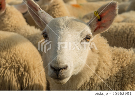 Flock Of White Sheep With Cosy Wool In Scotland 55962901