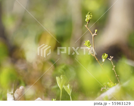 森の中の木の芽 55963129
