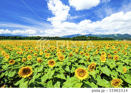 津南町ひまわり畑２ 55963314