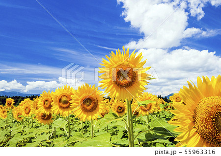 夏のひまわり畑１ 55963316