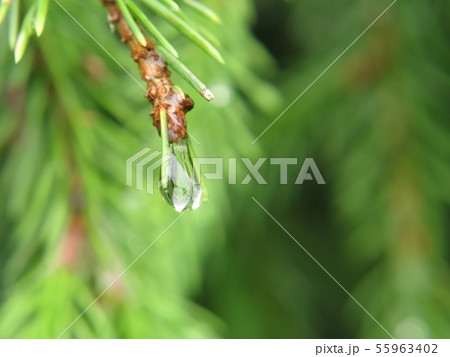 Spruce branch with rain drop close-up, background Spruce branch with rain drop close-up, background 55963402