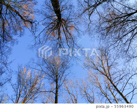 View from below upwards in the trees in a spring forest 55963490