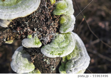 Mushroom Trametes hirsuta close-up on a tree Mushroom Trametes hirsuta close-up on a tree 55963496