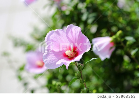 ムクゲ 花 ピンク 55963565