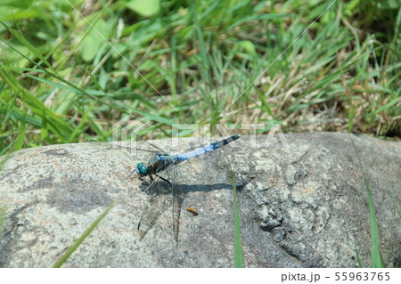 水面に浮かぶ睡蓮 水面に浮かぶ睡蓮 55963765