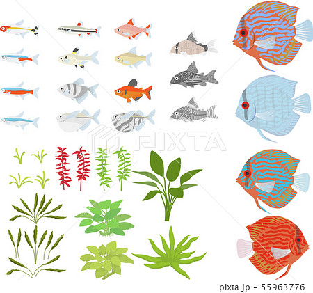 淡水熱帯魚セットのイラスト素材