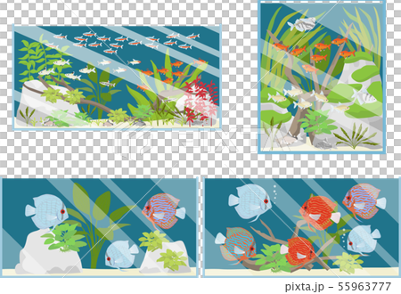 淡水水槽セット 淡水水槽セット 55963777