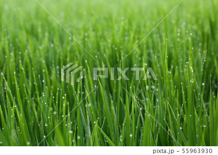 朝 露 滴 55963930