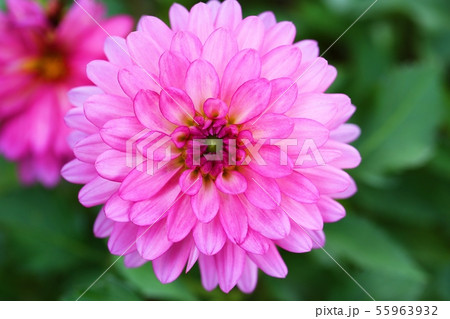 花 ピンク 春 55963932