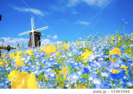 鶴見緑地公園ネモフィラ畑 鶴見緑地公園ネモフィラ畑 55963998