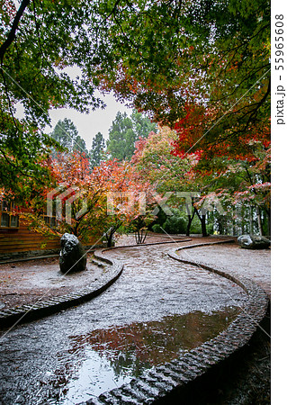 アジア人 アジアン アジア風 55965608