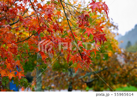 アジア人 アジアン アジア風 55965614