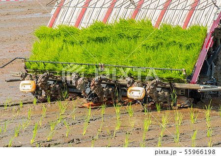 plantation young rice field with rice tranplanter. 55966198