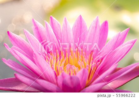 beautiful water lily bloom in pond beautiful water lily bloom in pond 55966222