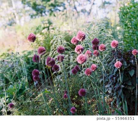 北海道で撮った千日紅 120フィルム撮影 北海道で撮った千日紅 120フィルム撮影 55966351
