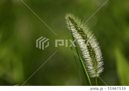 エノコログサ・ねこじゃらし 55967539