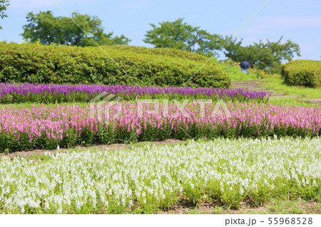 夏の公園 アンゲロニアの花 夏の公園 アンゲロニアの花 55968528