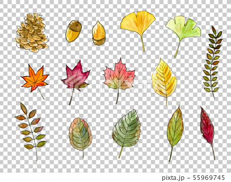 秋の葉　木の実　手描き水彩イラストセット 55969745