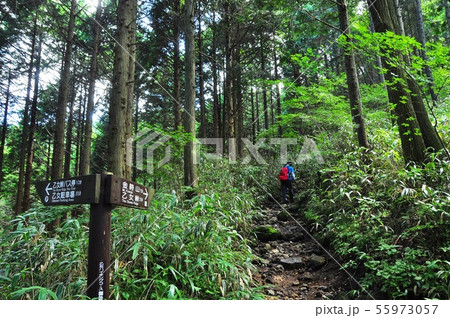 御殿場市 乙女峠ハイキングコース登山道新緑と道しるべとハイカー 御殿場市 乙女峠ハイキングコース登山道新緑と道しるべとハイカー 55973057