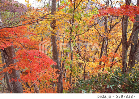 奥裾花の紅葉林 55973237