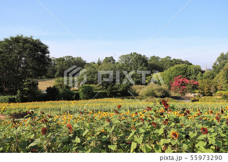 馬見丘陵公園のひまわり 馬見丘陵公園のひまわり 55973290