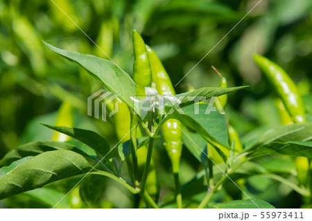 唐辛子の栽培 55973411