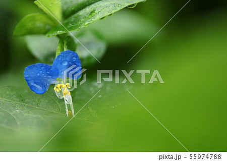 鳥取　四季の散歩　秋　露草 55974788