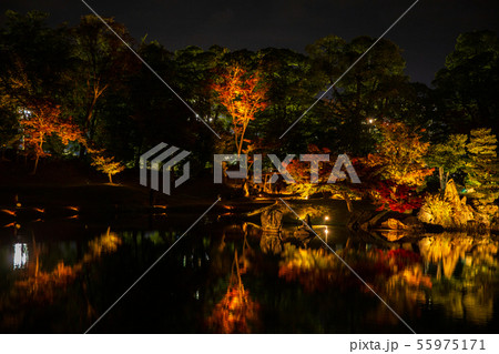 日本100名城　秋の国宝彦根城　玄宮園　ライトアップ 55975171